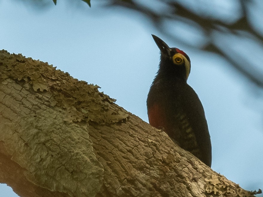 Yellow-tufted Woodpecker - ML502851111