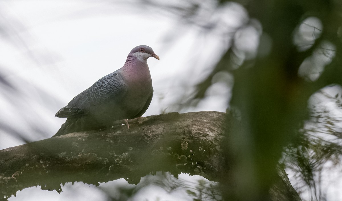 Metallic Pigeon - Forest Botial-Jarvis