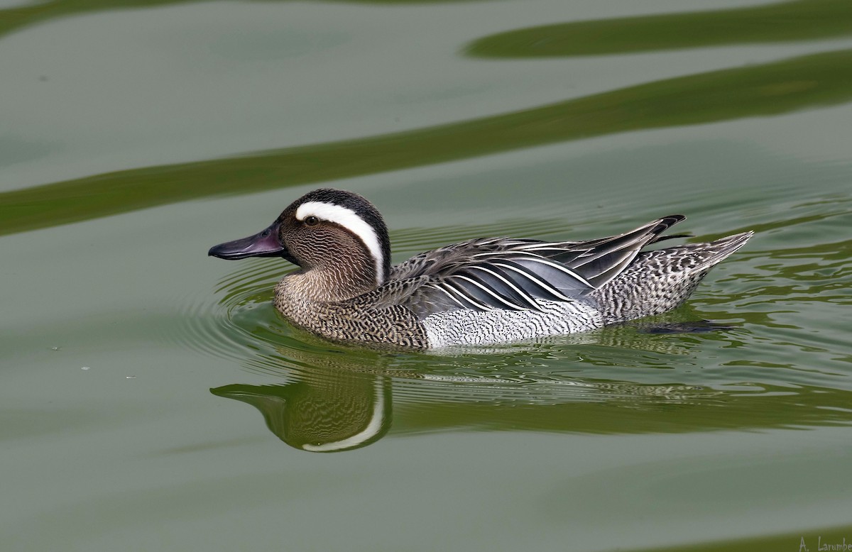 Garganey - Spatula querquedula - Media Search - Macaulay Library and eBird