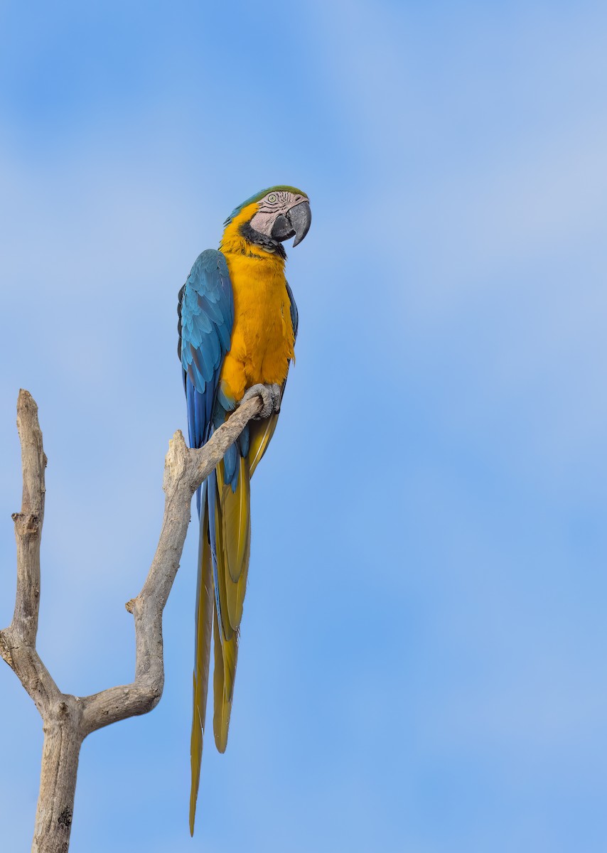 Blue-and-yellow Macaw - ML502868841