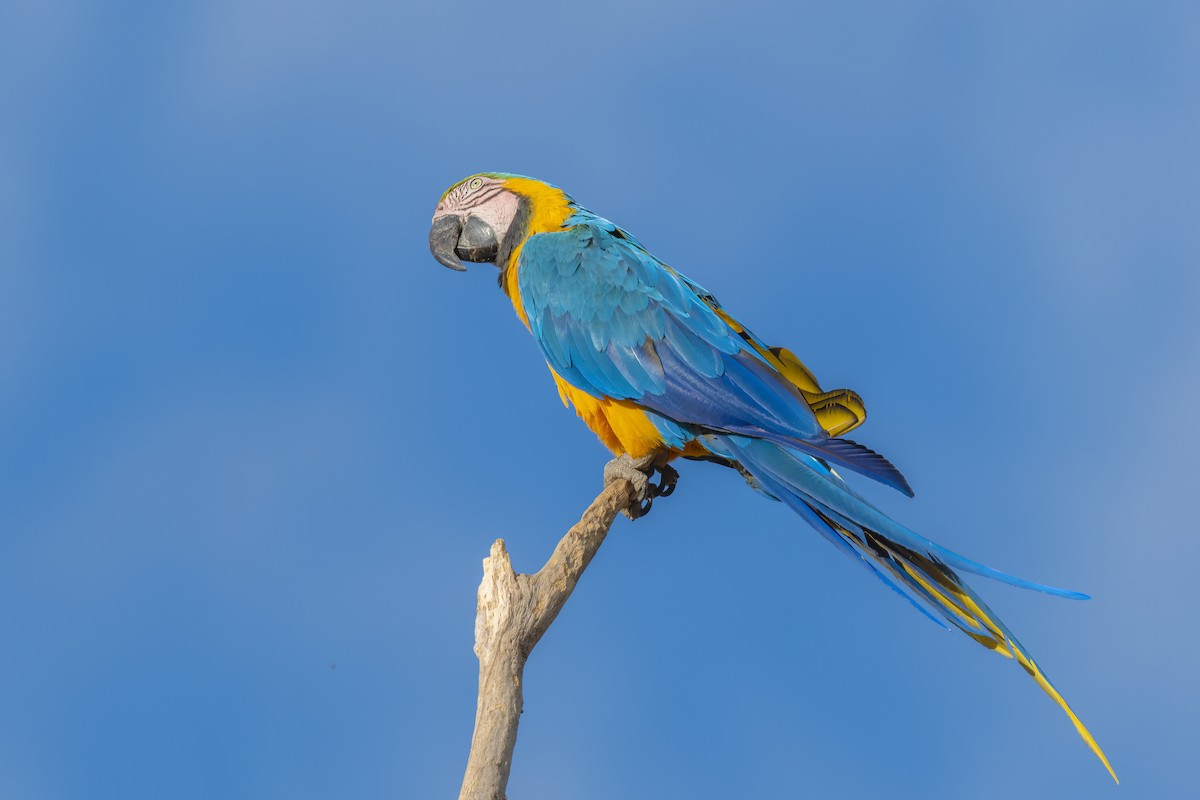 Blue-and-yellow Macaw - ML502868851