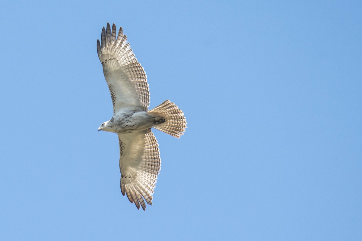 Red-tailed Hawk (Krider's) - Andrew Cannizzaro