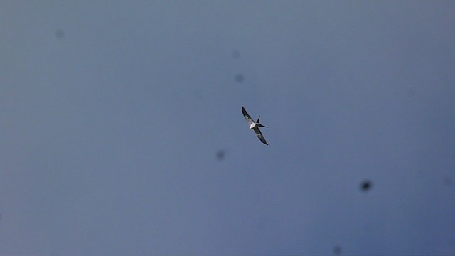 Swallow-tailed Kite - ML502875901