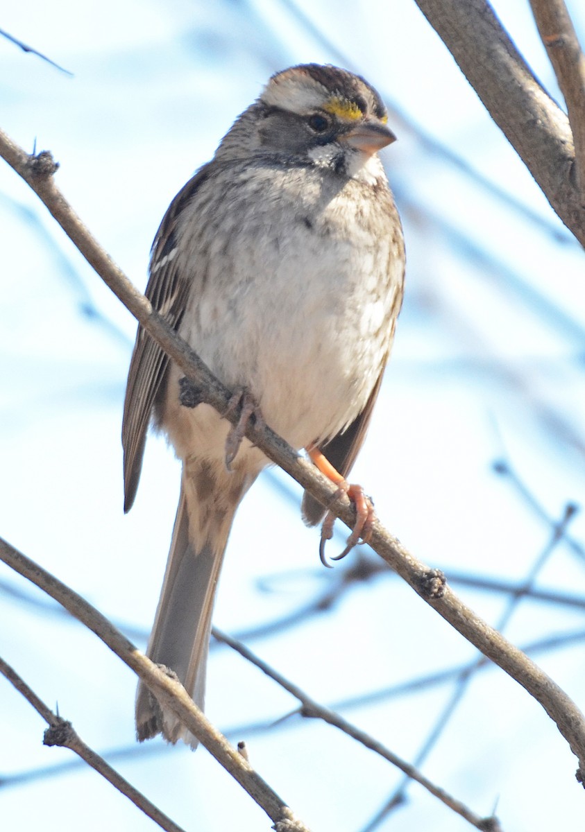White-throated Sparrow - ML50287721