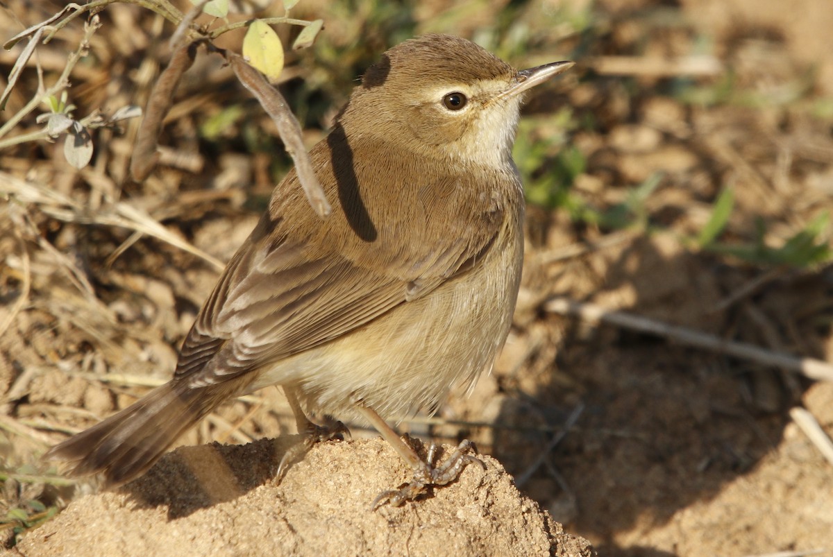 Booted Warbler - ML502879511