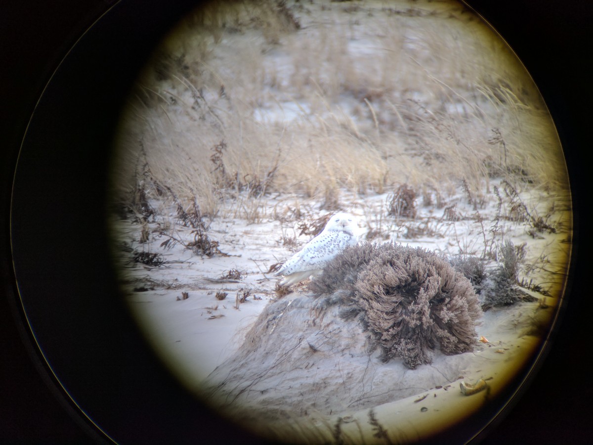 Snowy Owl - ML50288181