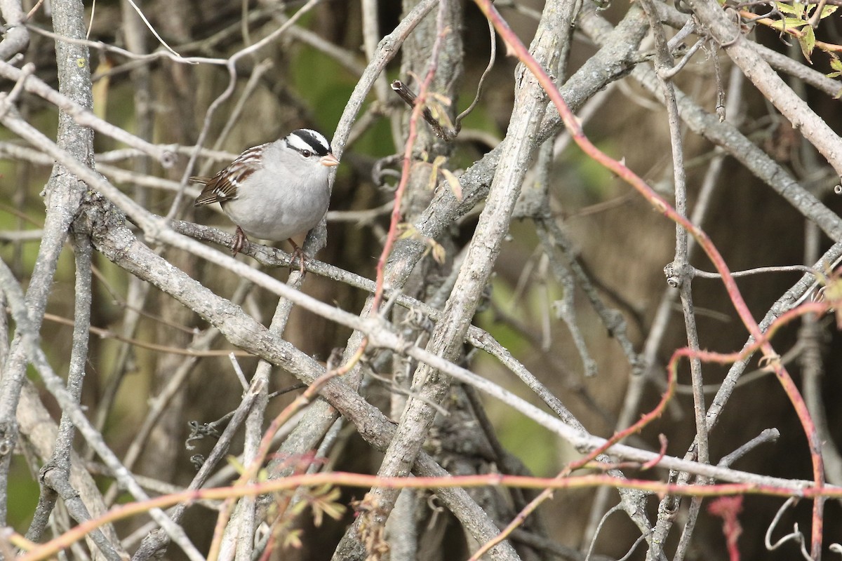White-crowned Sparrow - ML502885541