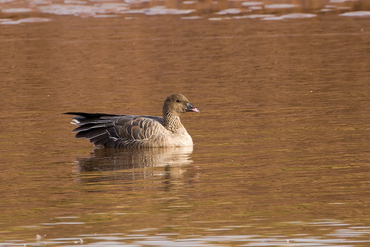 Pink-footed Goose - Kyle Shay