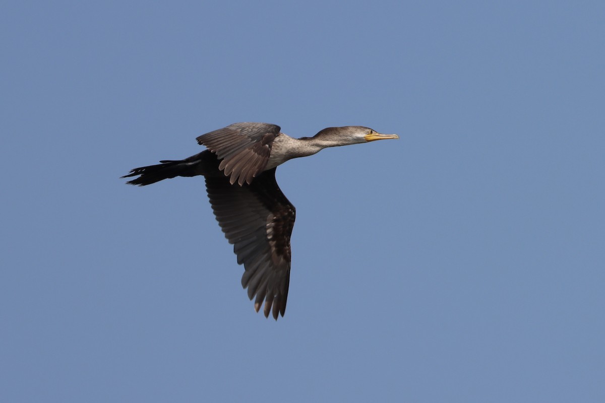 Neotropic Cormorant - John van Dort
