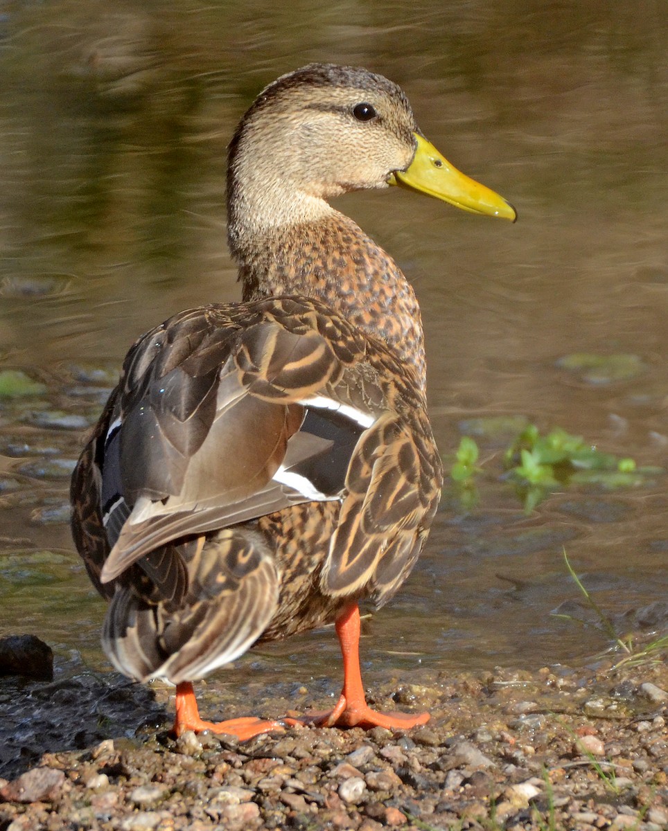 Mexican Duck - ML50289291
