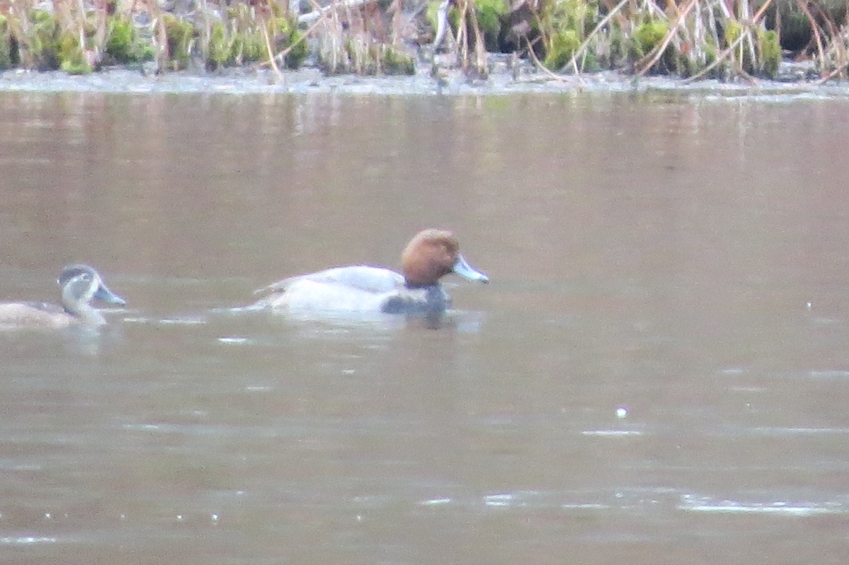 eBird Checklist 11 Nov 2022 Old Fish Hatchery and Nye Pond, East Sandwich 21 species