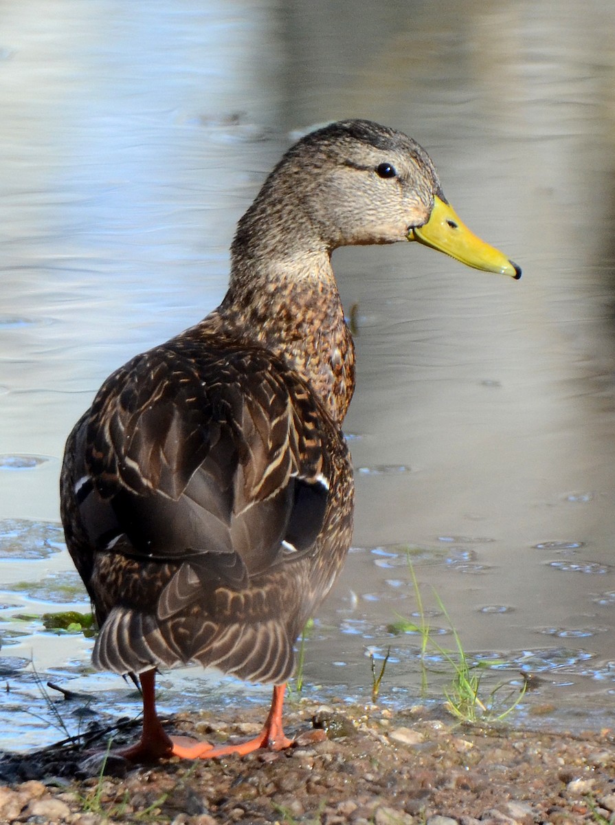 Mexican Duck - ML50289371