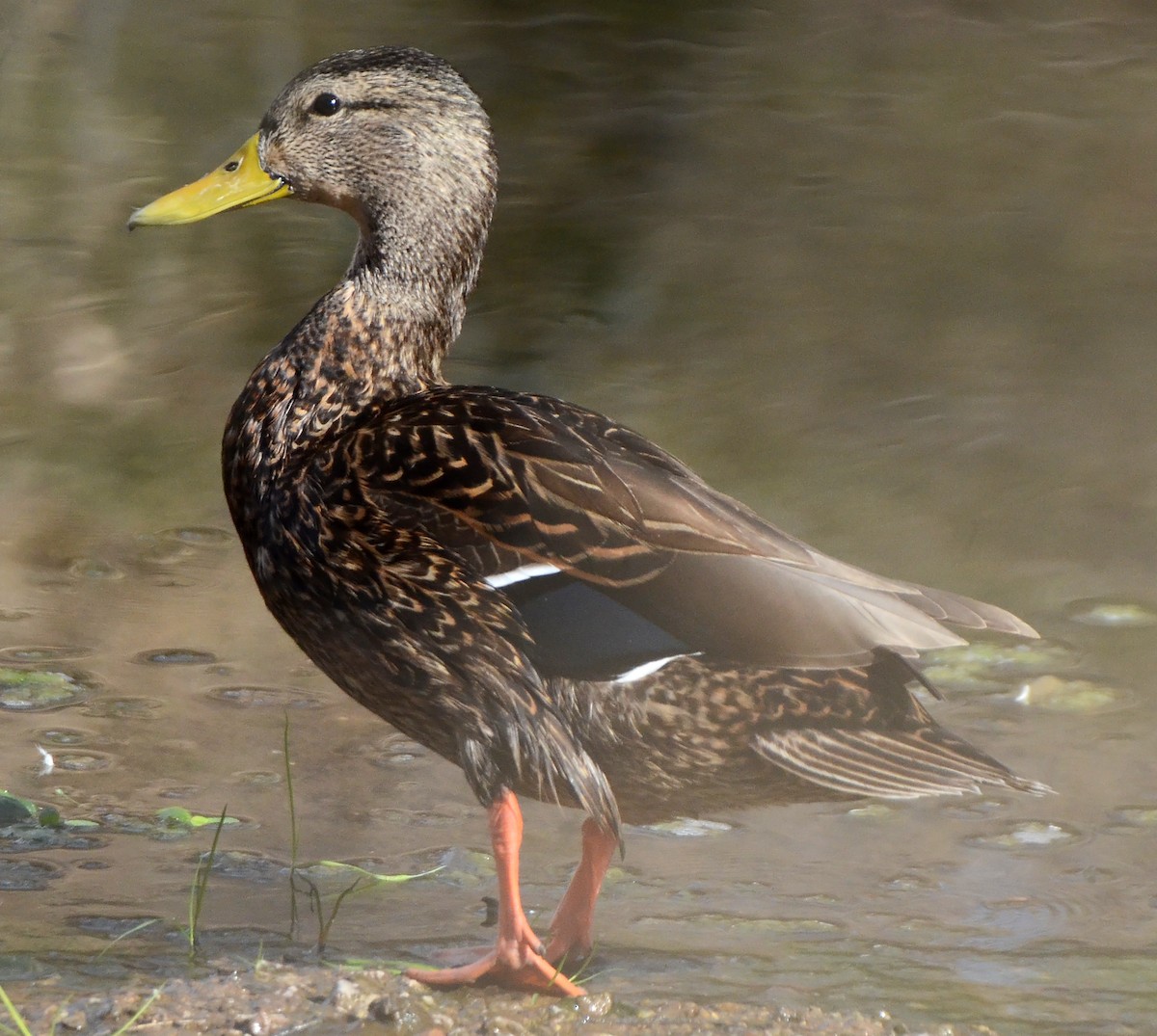 Mexican Duck - ML50289381