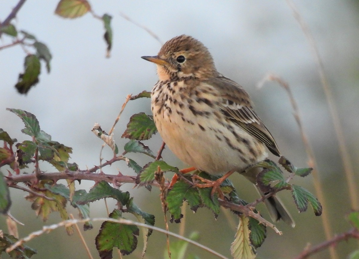 Meadow Pipit - ML502894321