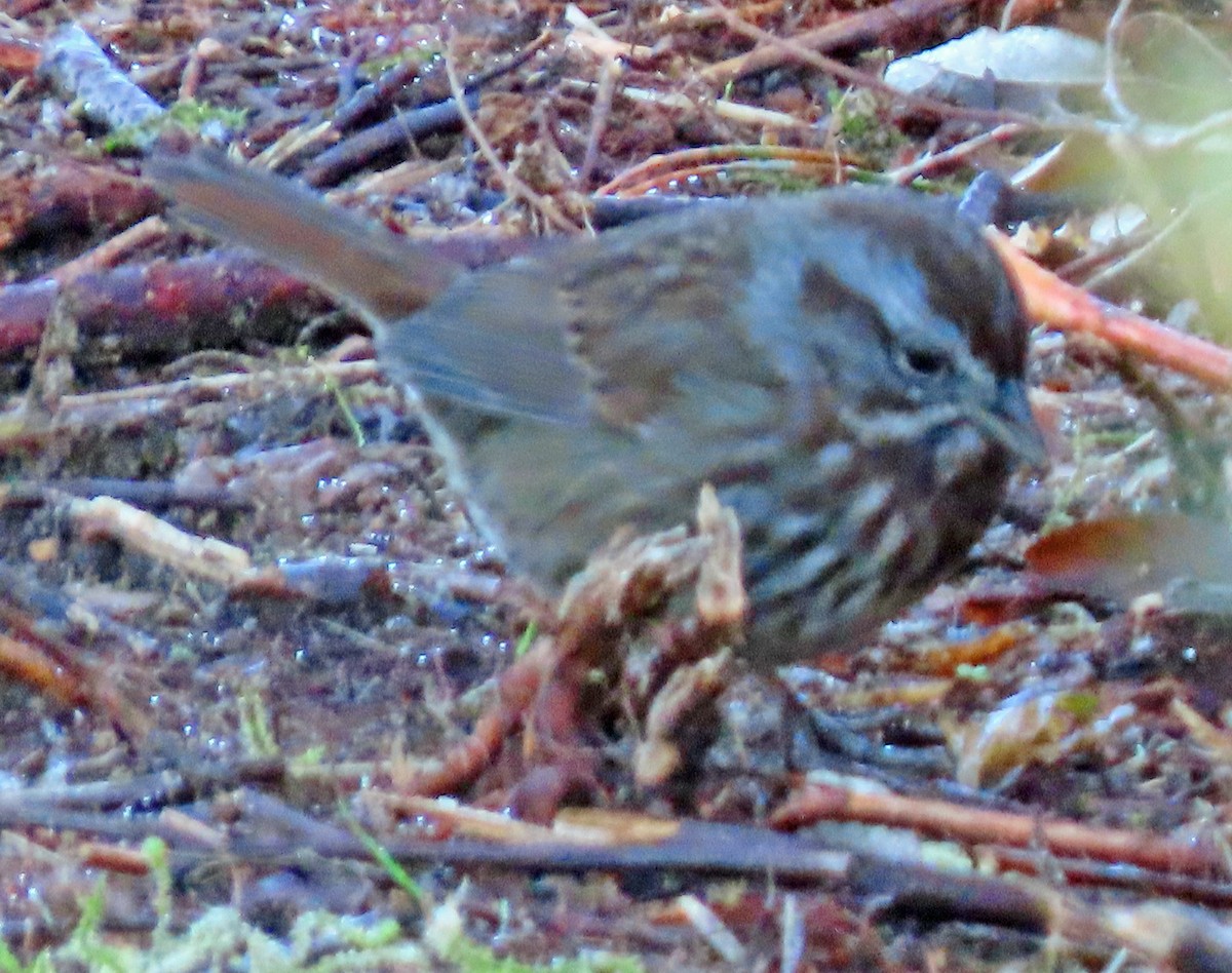 Ebird Checklist Nov William M Tugman Sp Species