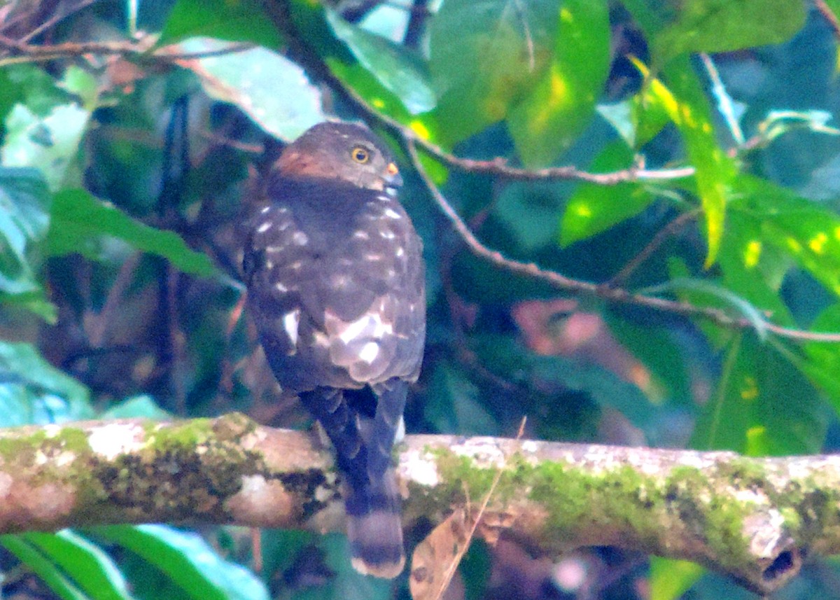 Chinese Sparrowhawk - ML502898341
