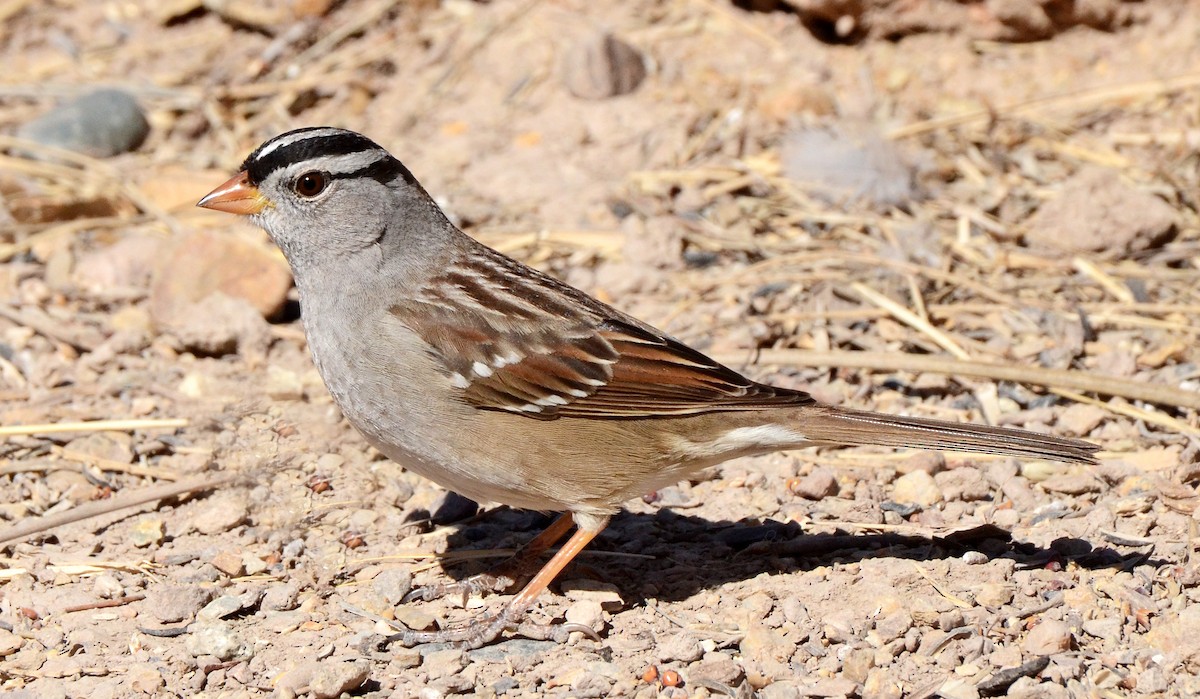 White-crowned Sparrow (Gambel's) - ML50290211