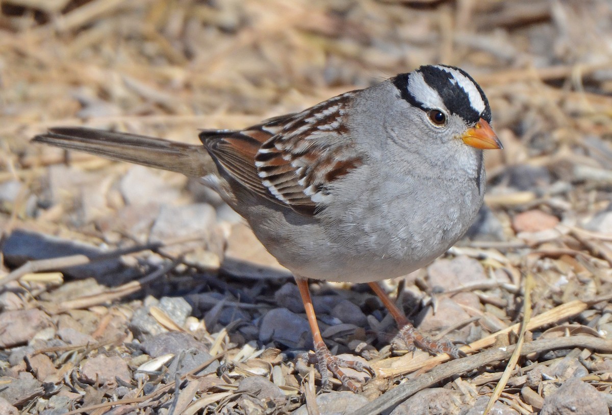White-crowned Sparrow (Gambel's) - ML50290221