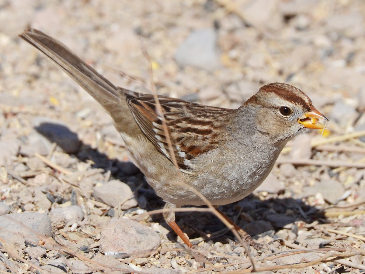 White-crowned Sparrow (Gambel's) - ML50290241