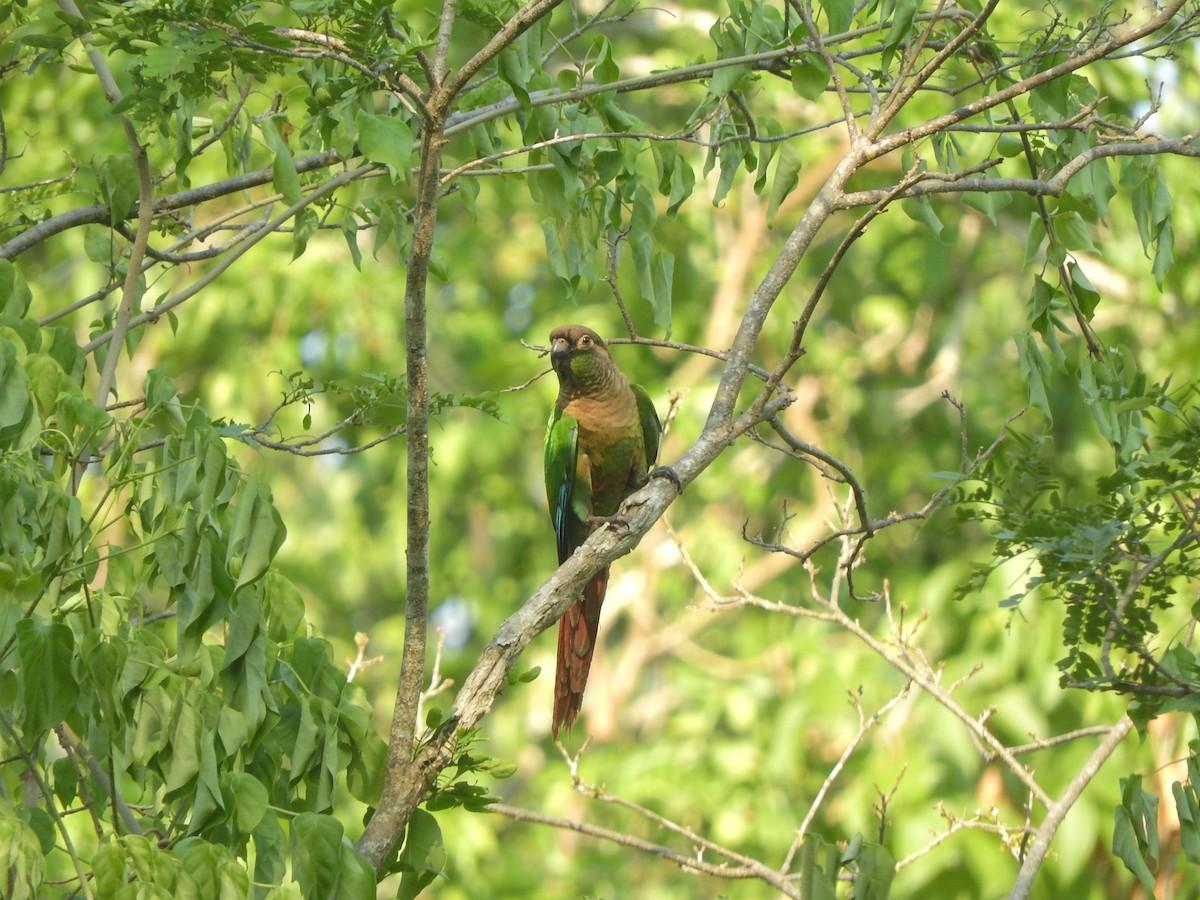 Green-cheeked Parakeet - ML502903781