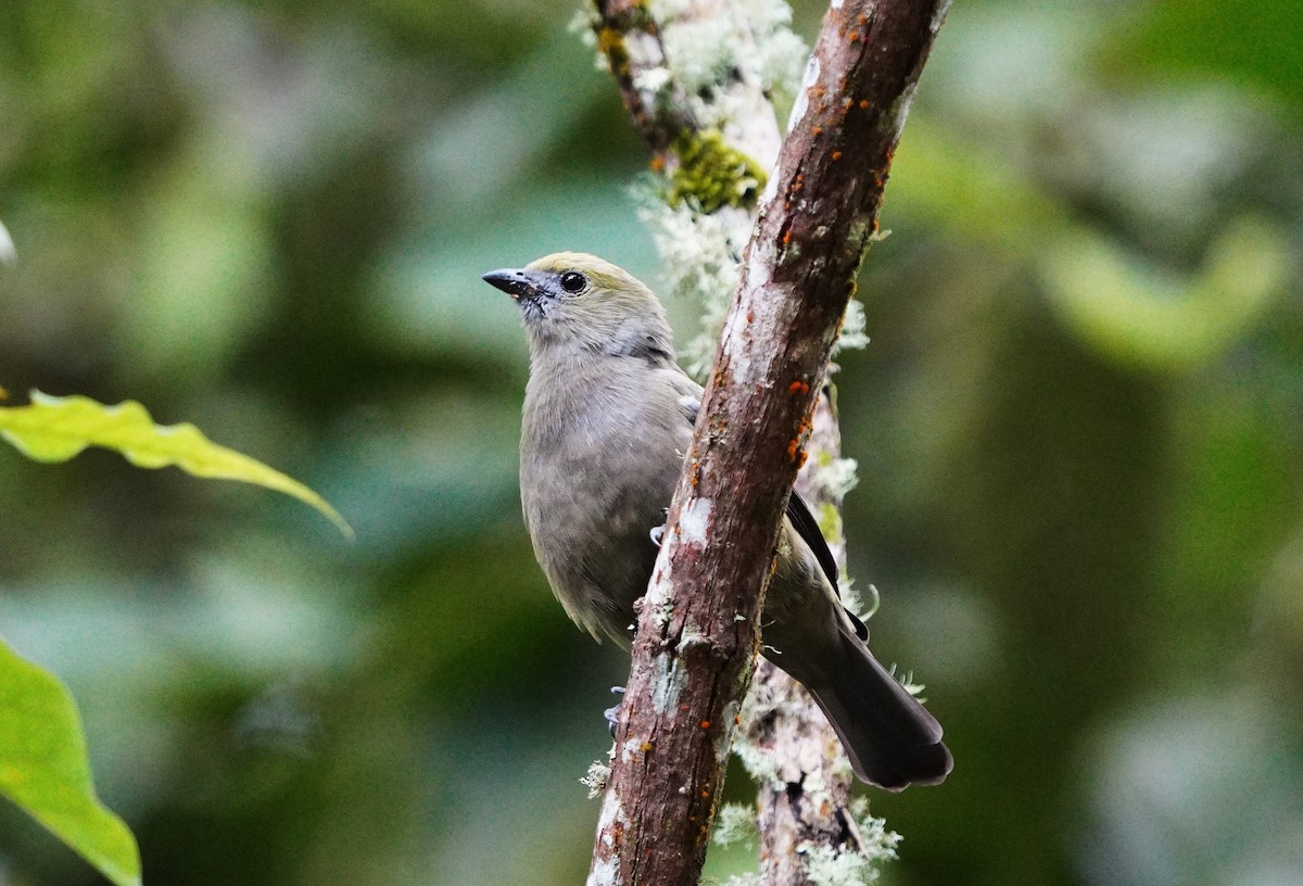Palm Tanager - ML502906681