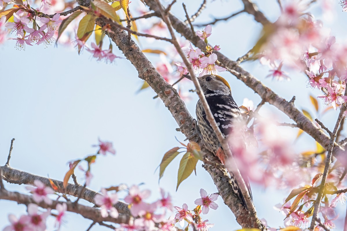 Brown-fronted Woodpecker - ML502907191