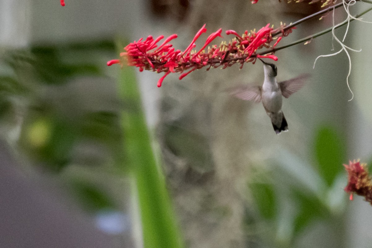 Ruby-throated Hummingbird - ML502917351