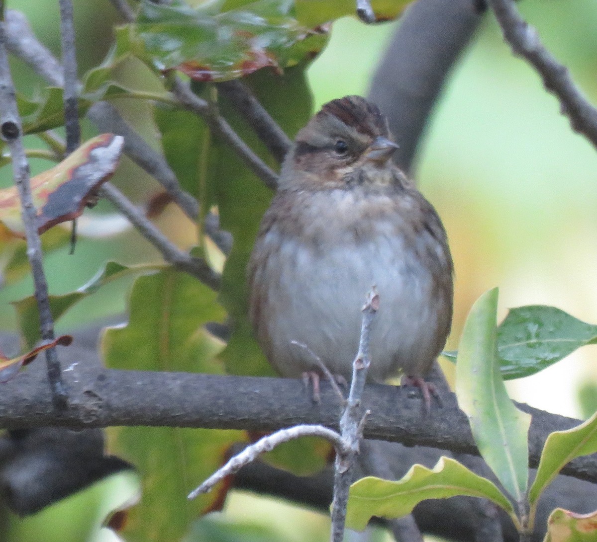Swamp Sparrow - ML502918461