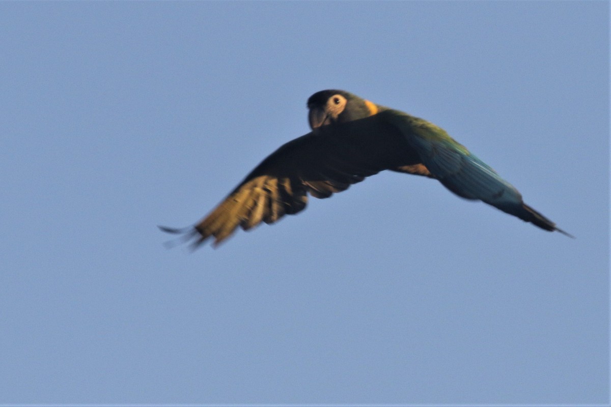 Yellow-collared Macaw - ML502919411