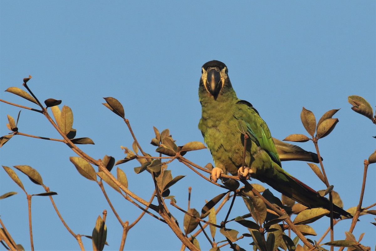 Yellow-collared Macaw - ML502919441