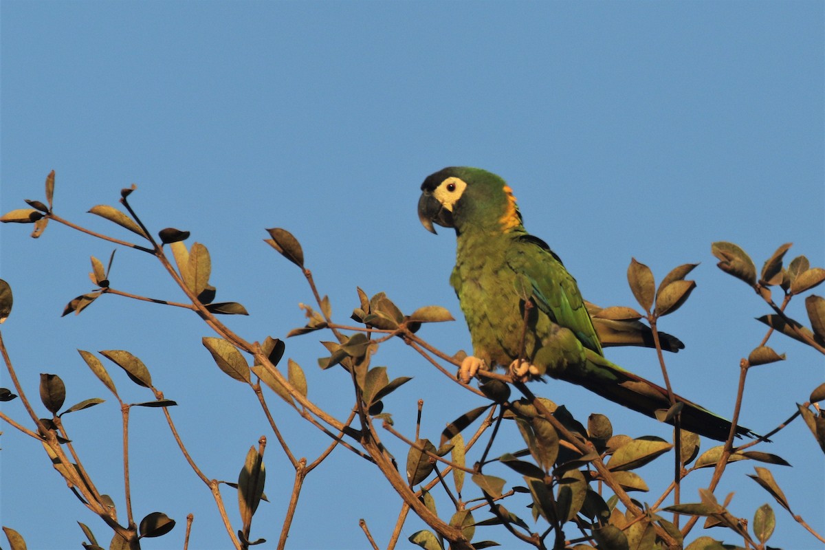 Yellow-collared Macaw - ML502919451