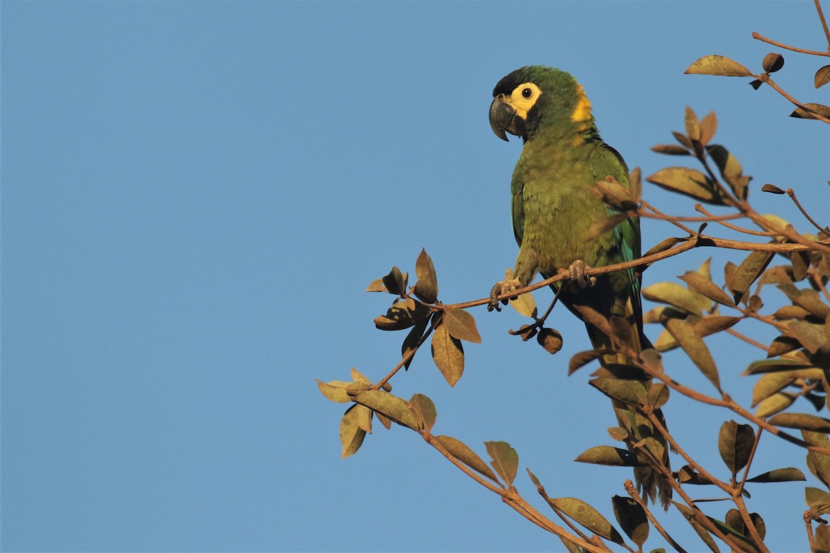 Yellow-collared Macaw - ML502919471