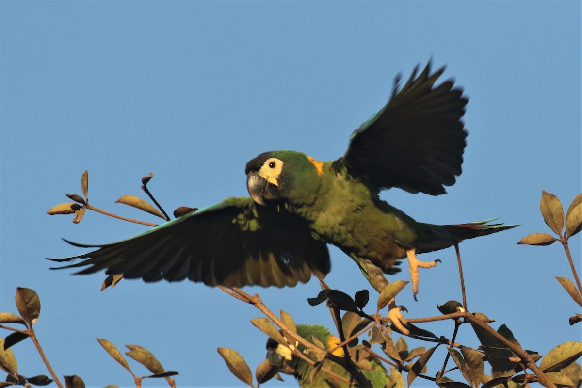 Yellow-collared Macaw - ML502919481