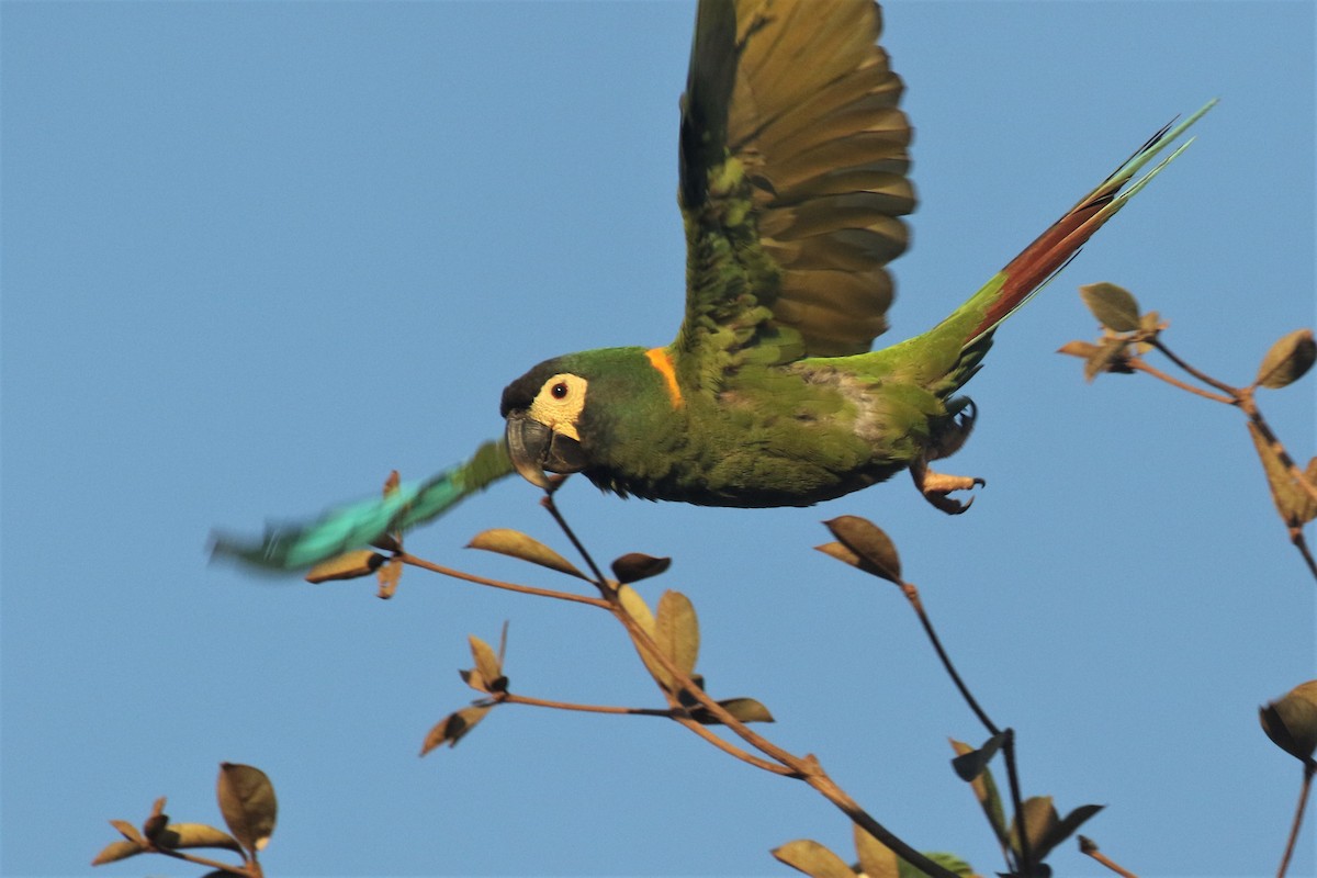 Yellow-collared Macaw - ML502919491