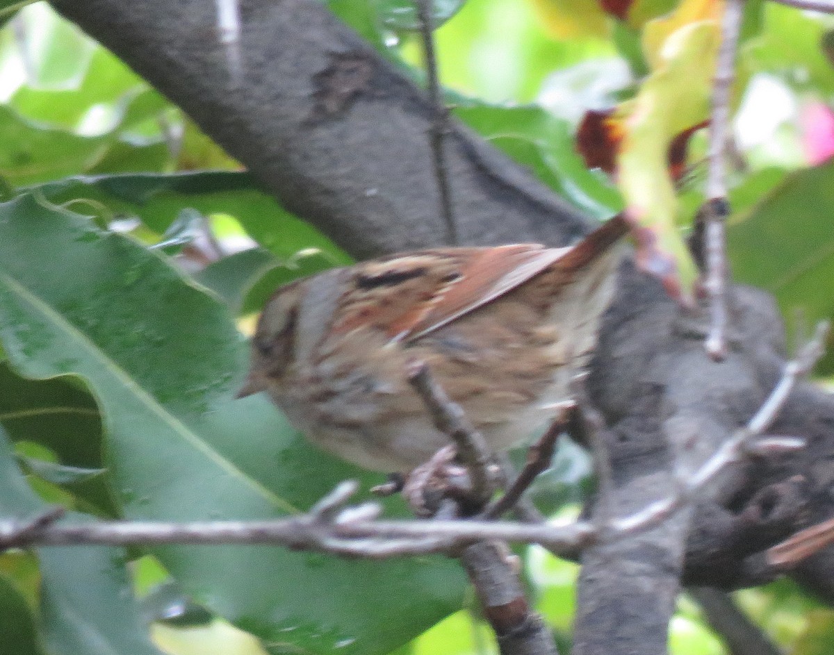 Swamp Sparrow - ML502919711