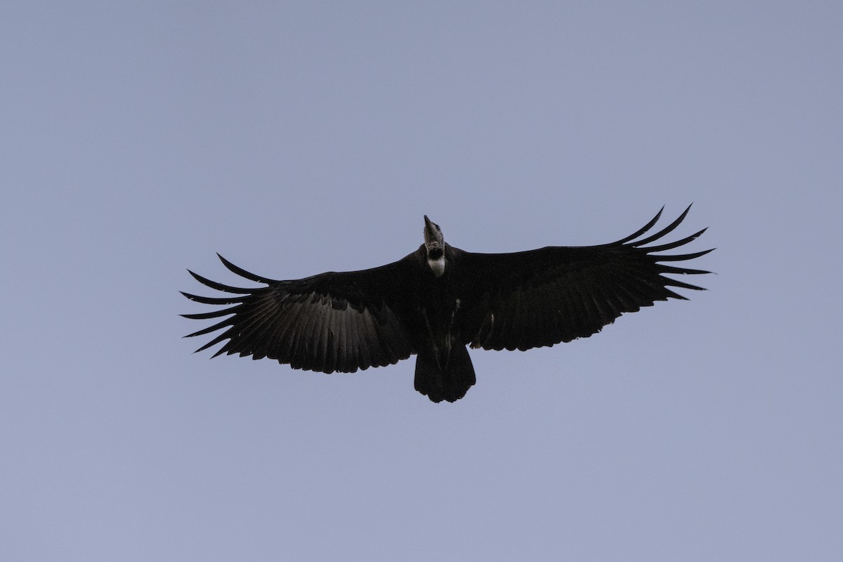 Hooded Vulture - Stephen Davies