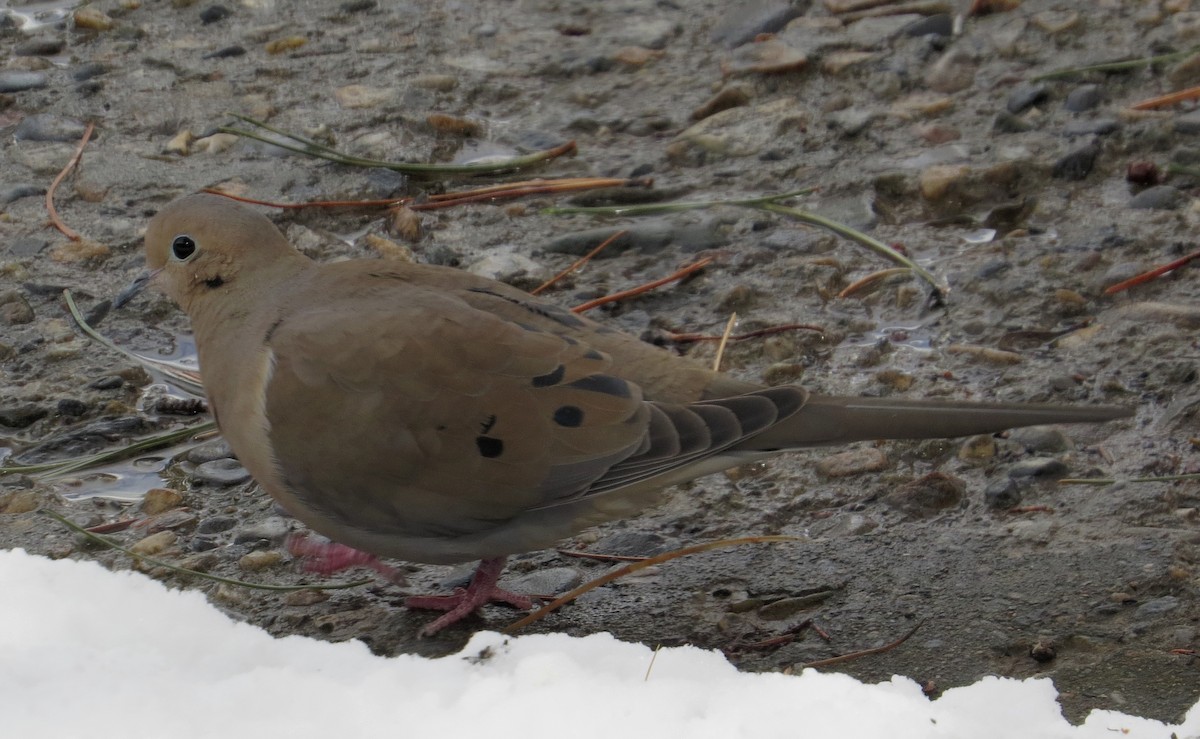 Mourning Dove - Lauri Taylor
