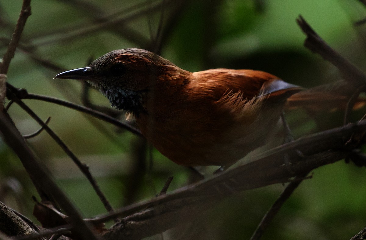 Hoary-throated Spinetail - ML502926251