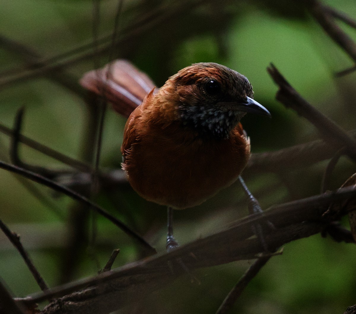 Hoary-throated Spinetail - ML502926261