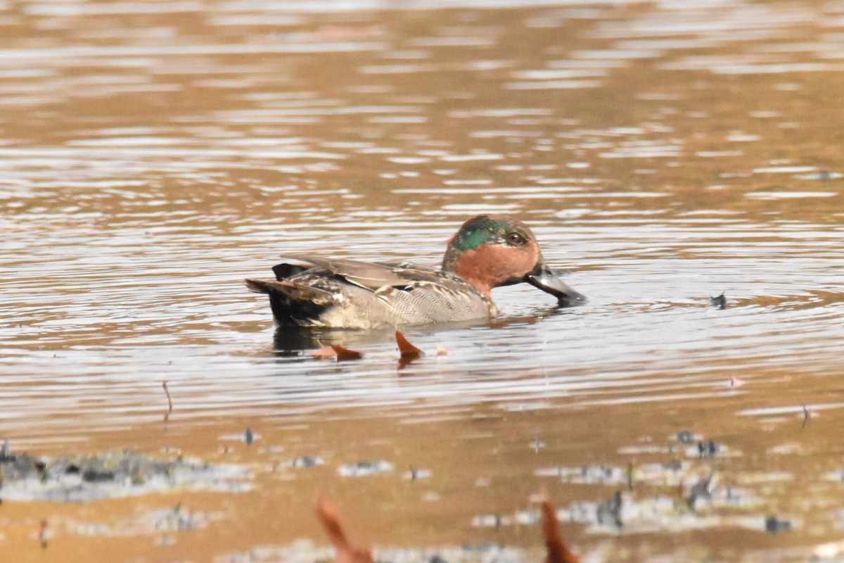 Green-winged Teal - ML502932121