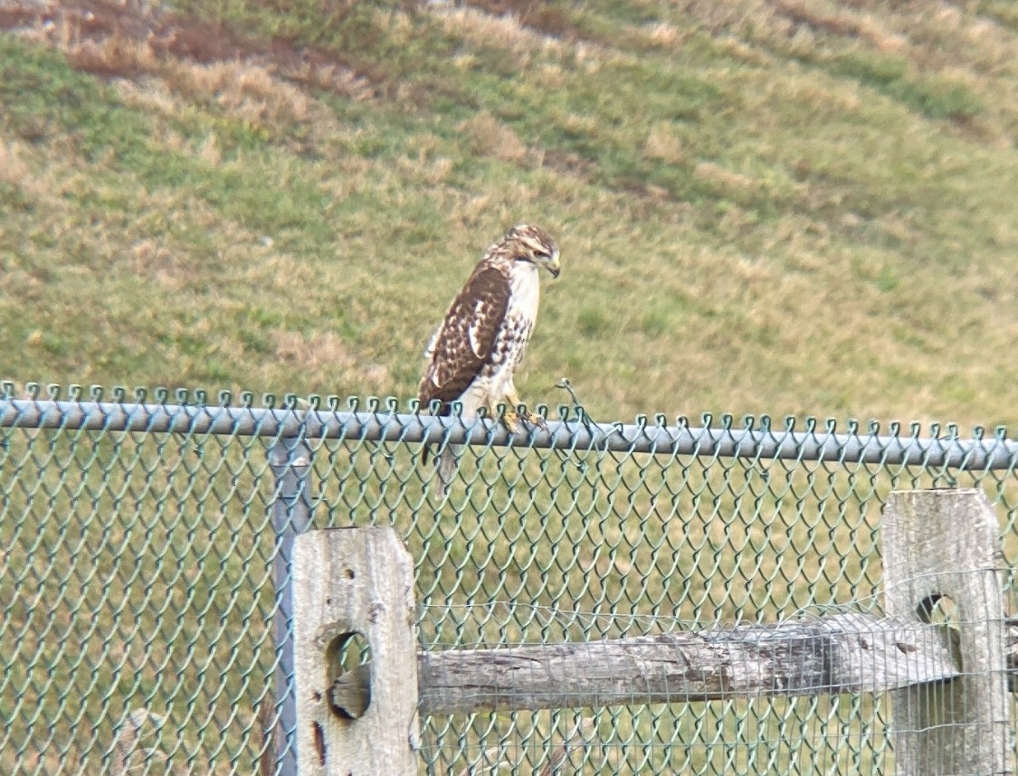 Red-tailed Hawk - ML502934491