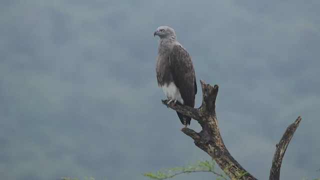  - Lesser Fish-Eagle