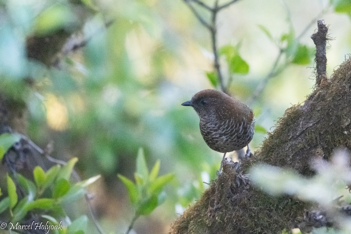 Brown-capped Laughingthrush - ML502936871
