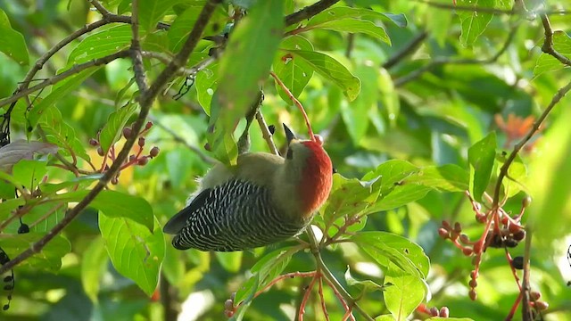 Yucatan Woodpecker - ML502939251