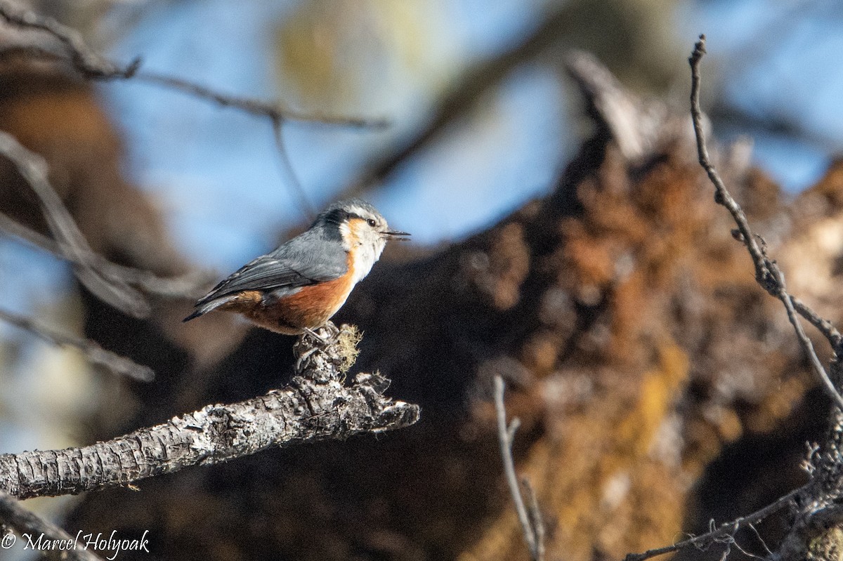 White-browed Nuthatch - Marcel Holyoak
