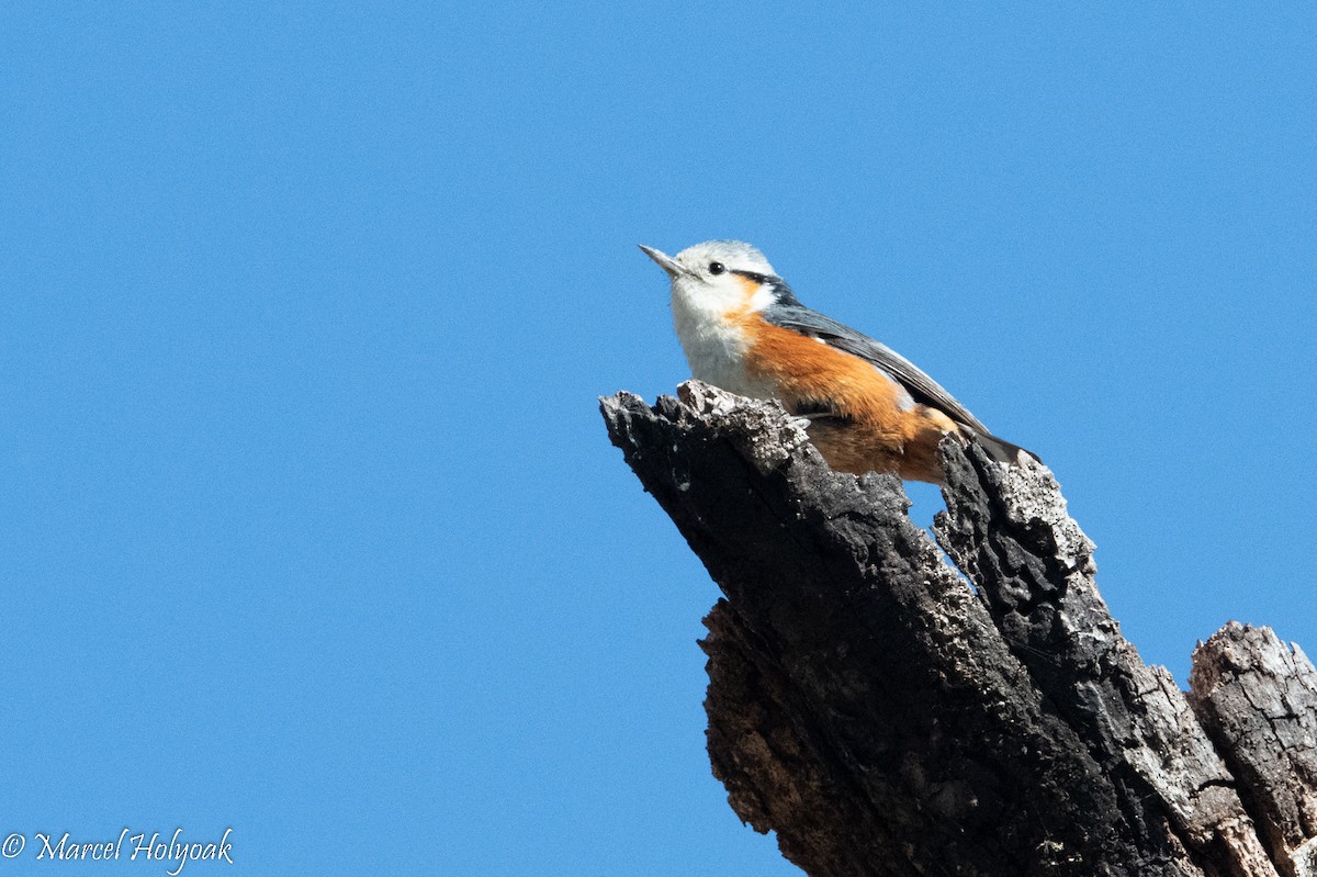 White-browed Nuthatch - ML502940201