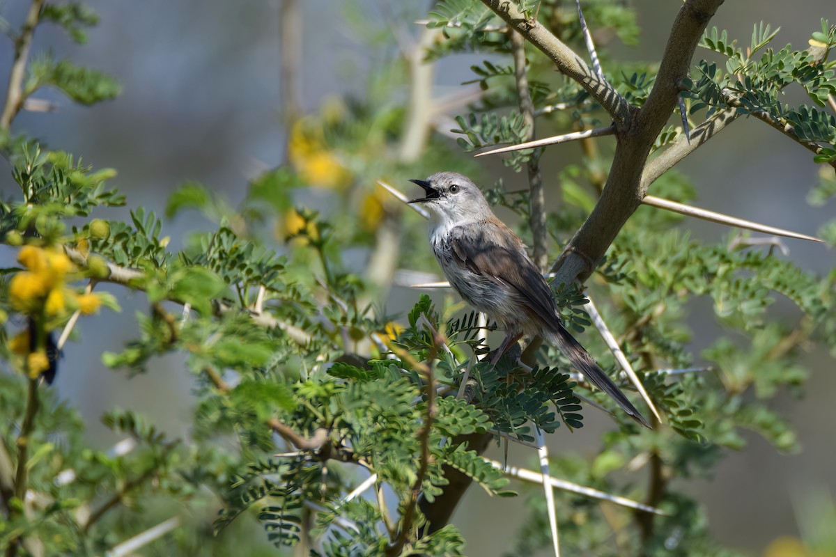 Namaqua Warbler - Regard Van Dyk