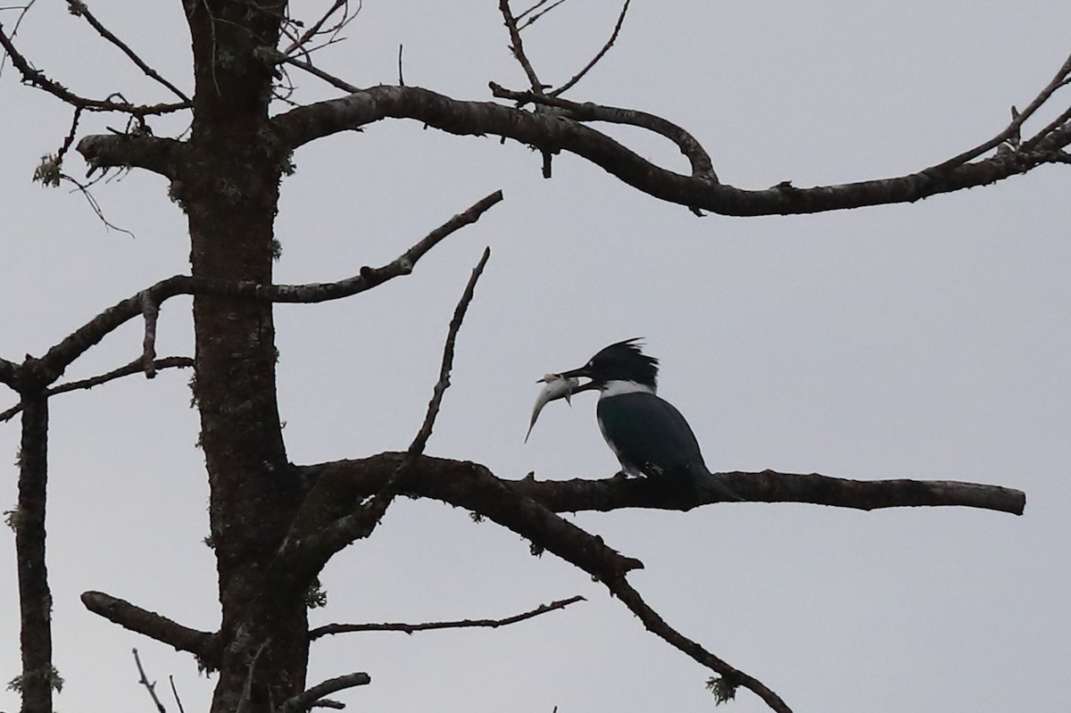 Belted Kingfisher - ML502947281
