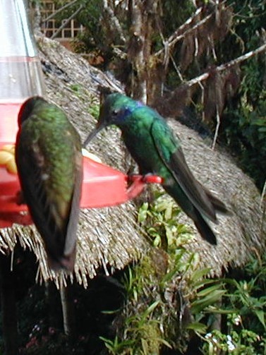 kolibřík modrolící - ML502951581