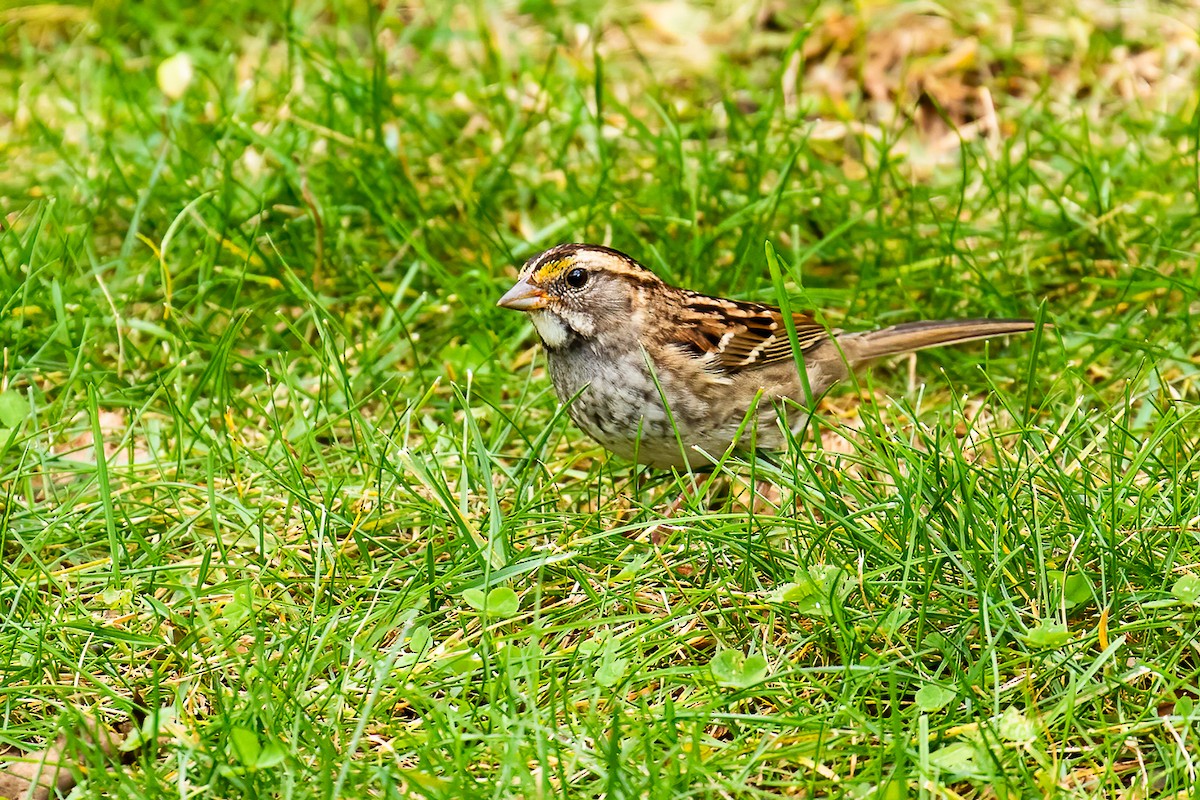 White-throated Sparrow - ML502953931